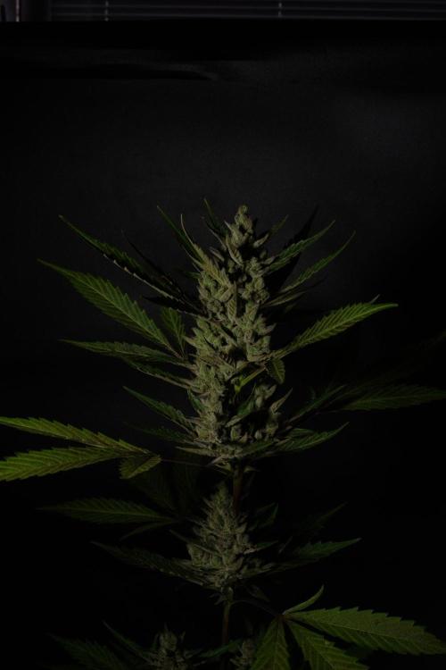 GUAVE RF3 | FAST BUDS | AUTO. Week 10