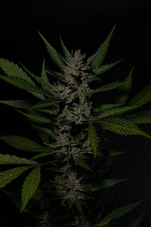 GUAVE RF3 | FAST BUDS | AUTO. Week 10