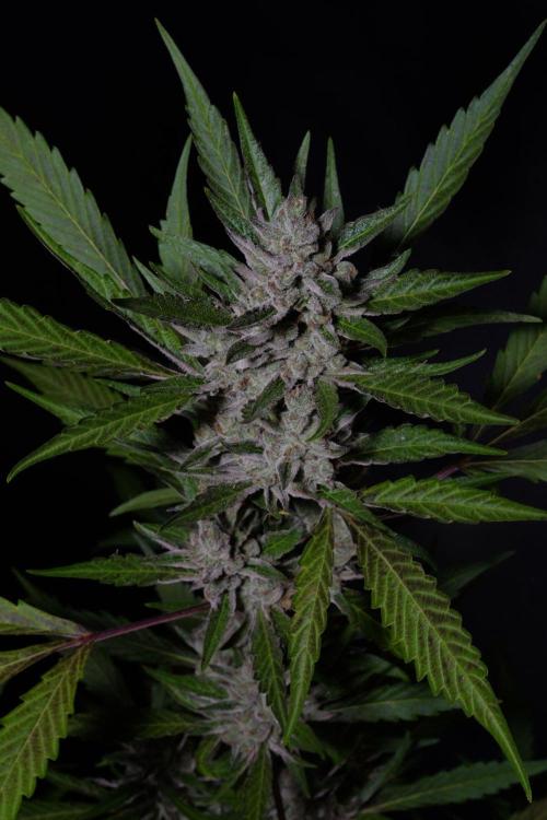 GUAVE RF3 | FAST BUDS | AUTO. Week 10