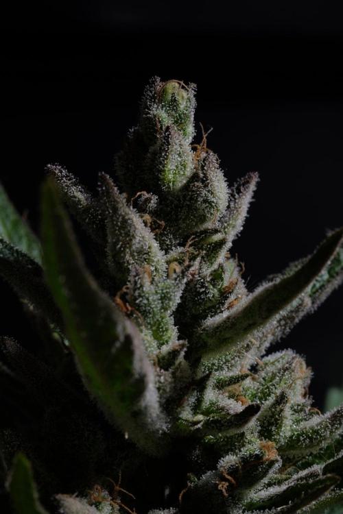 GUAVE RF3 | FAST BUDS | AUTO. Week 10