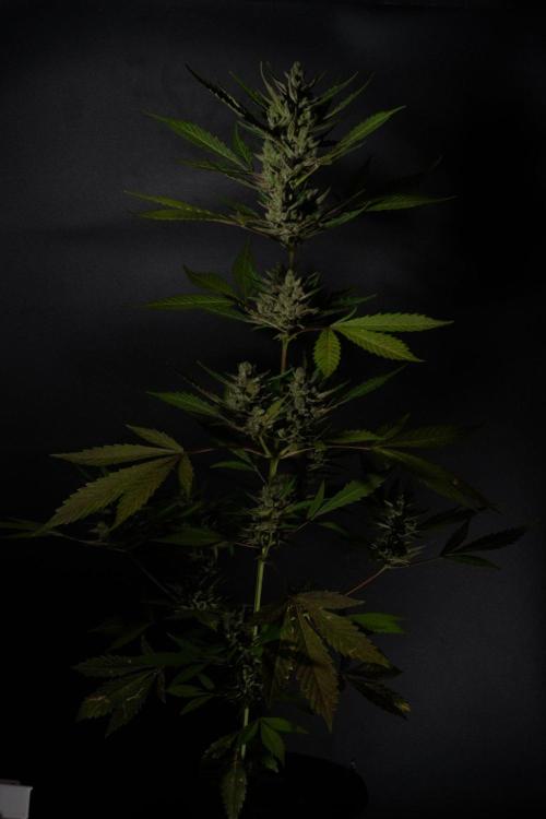 GUAVE RF3 | FAST BUDS | AUTO. Week 10