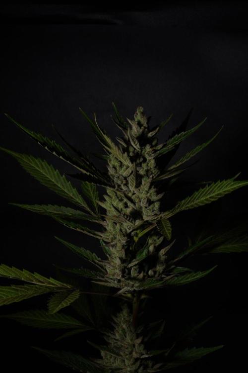 GUAVE RF3 | FAST BUDS | AUTO. Week 10