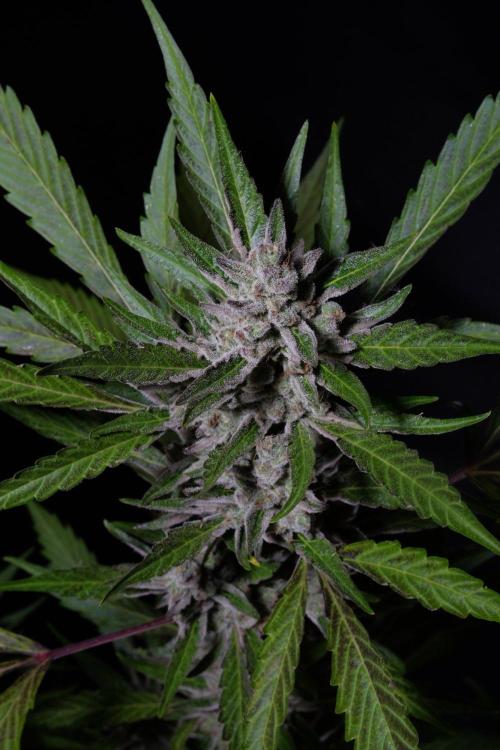 GUAVE RF3 | FAST BUDS | AUTO. Week 10