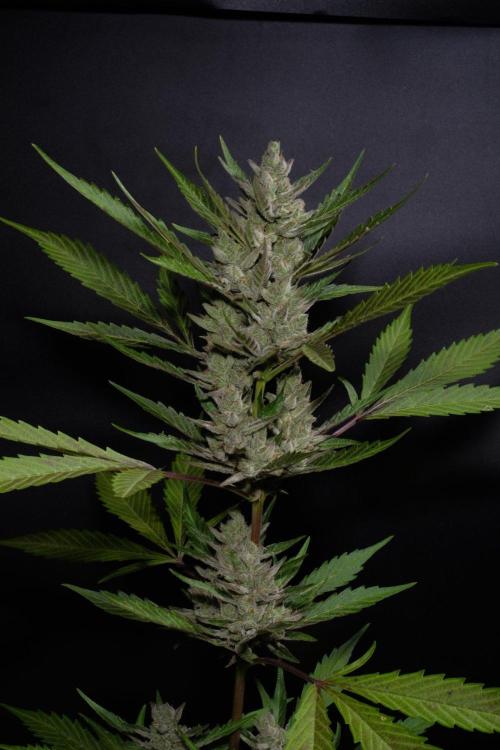 GUAVE RF3 | FAST BUDS | AUTO. Week 10