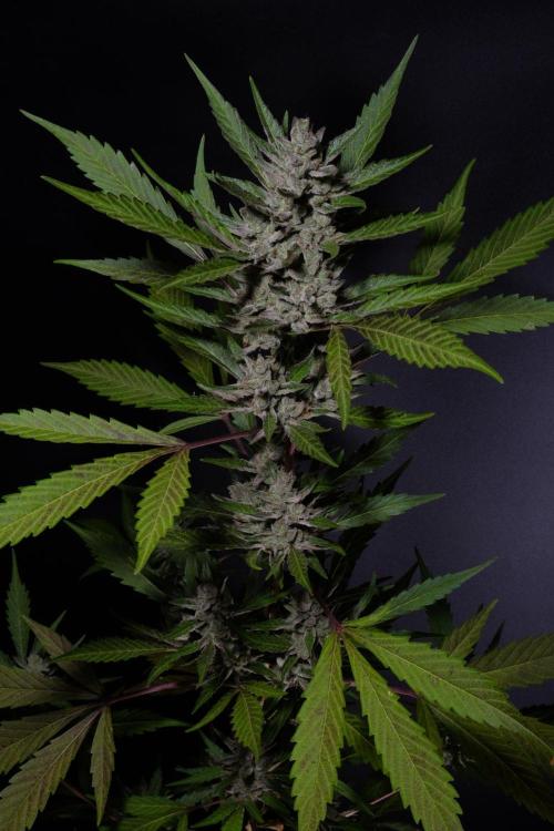 GUAVE RF3 | FAST BUDS | AUTO. Week 10