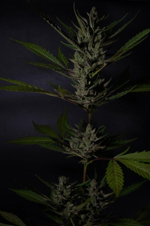 GUAVE RF3 | FAST BUDS | AUTO. Week 10