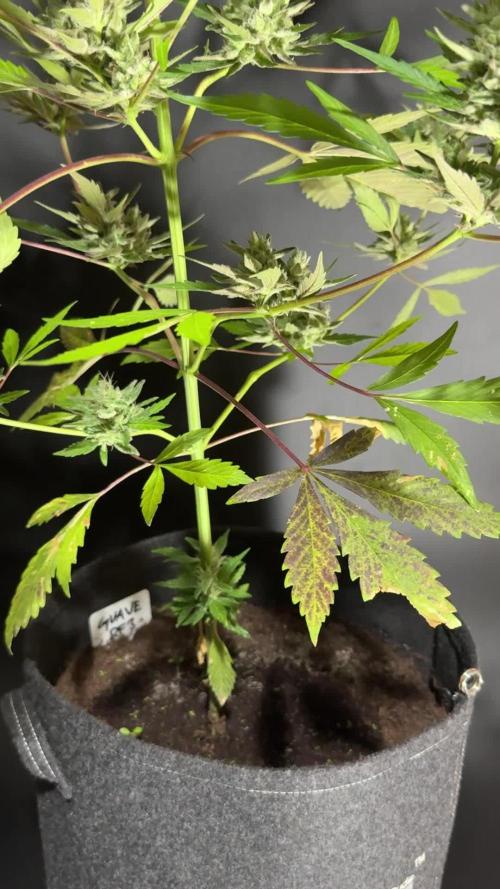 GUAVE RF3 | FAST BUDS | AUTO