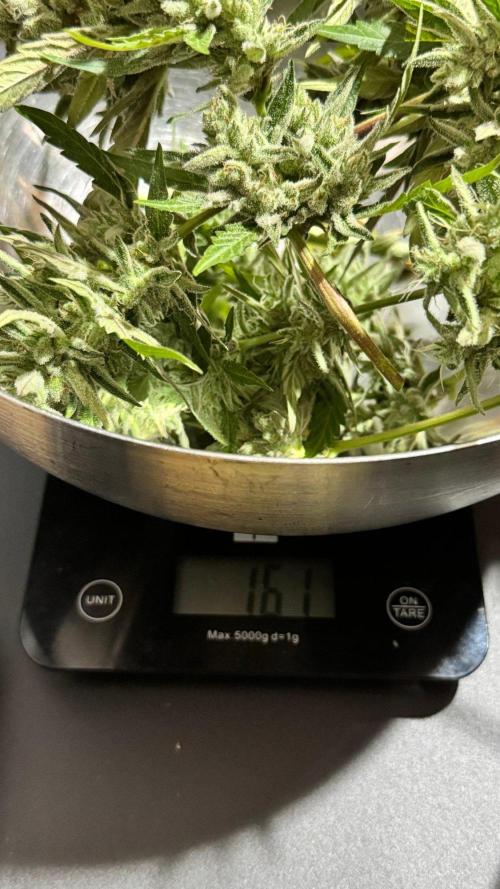 GUAVE RF3 | FAST BUDS | AUTO. Week 10