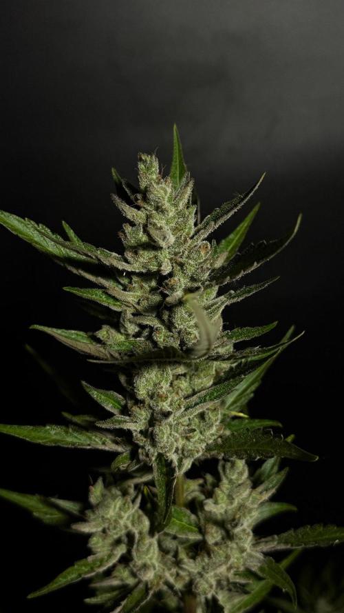 GUAVE RF3 | FAST BUDS | AUTO. Week 10
