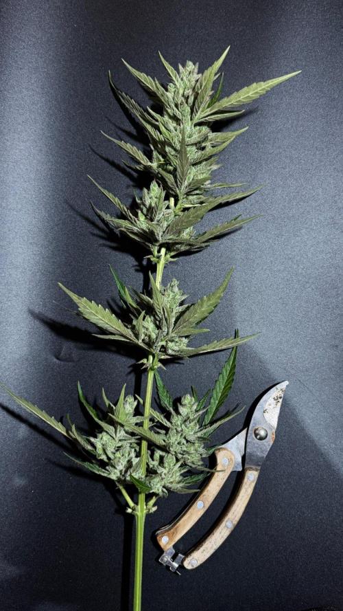 GUAVE RF3 | FAST BUDS | AUTO. Week 10