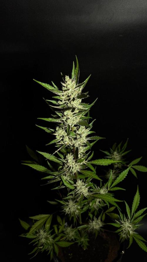GUAVE RF3 | FAST BUDS | AUTO. Week 10