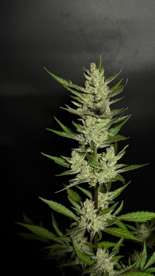 GUAVE RF3 | FAST BUDS | AUTO. Week 10
