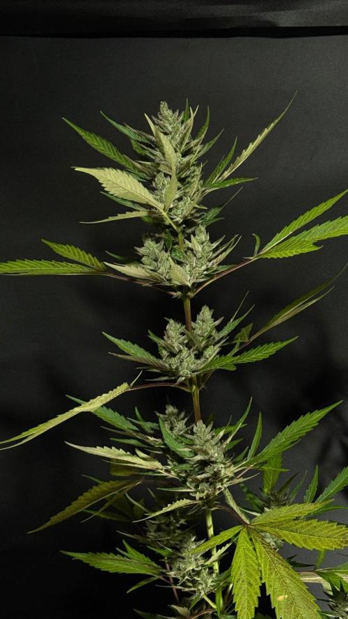 GUAVE RF3 | FAST BUDS | AUTO. Week 10
