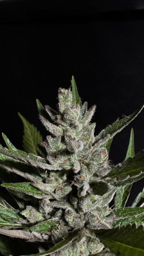 GUAVE RF3 | FAST BUDS | AUTO. Week 10