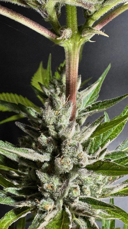 GUAVE RF3 | FAST BUDS | AUTO. Week 10