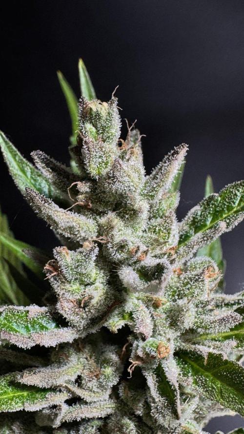 GUAVE RF3 | FAST BUDS | AUTO. Week 10