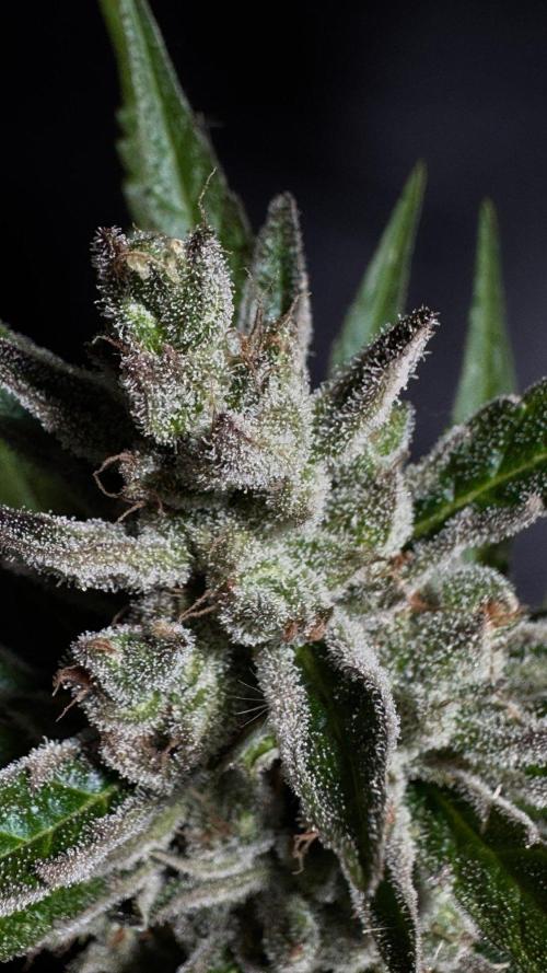 GUAVE RF3 | FAST BUDS | AUTO. Week 10