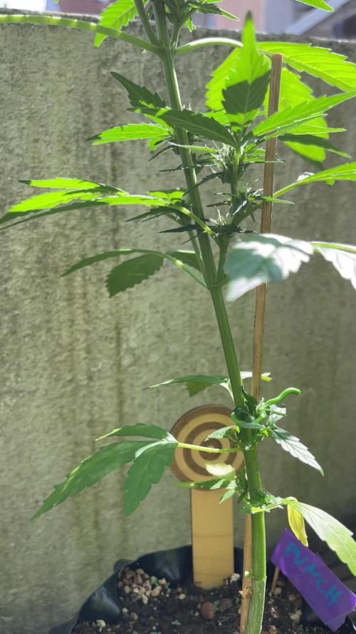 GINGER PUNCH | AUTO | KANNABIA | INDOOR