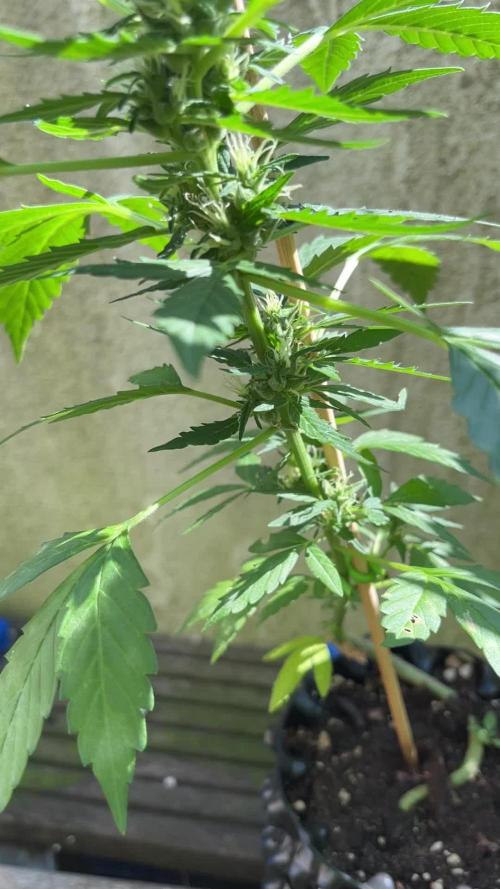 MOTOR CITY | COOKIES | OUTDOOR