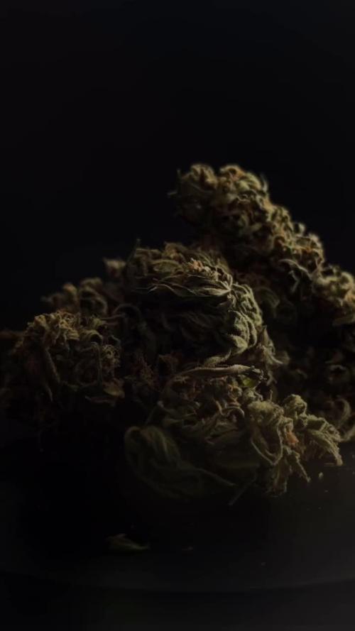 MOBY DICK AUTO | FAST BUDS | OUTDOOR 2024