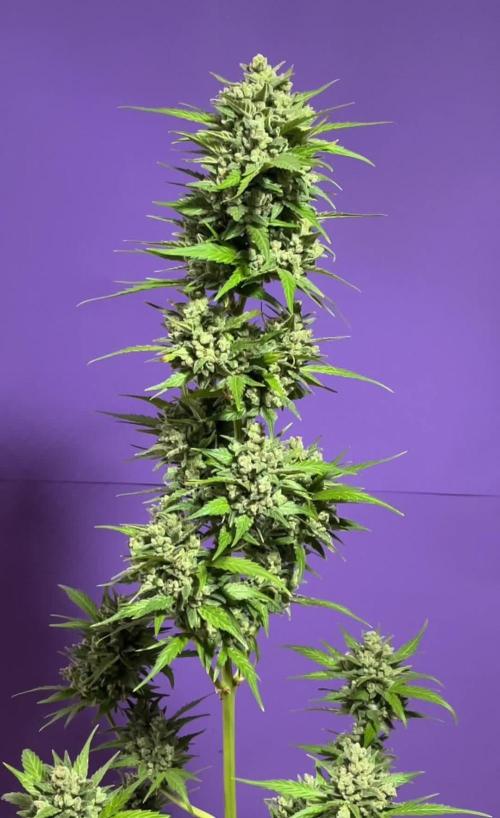 AUTO CRITICAL ORANGE PUNCH | DUTCH PASSION | OUTDOOR
