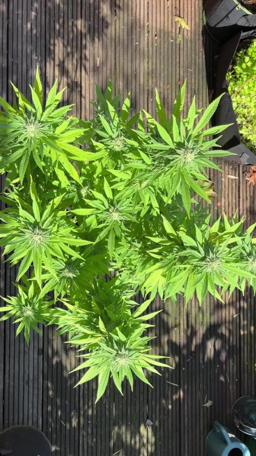 POWER FLOWER | ROYAL QUEEN SEEDS | FEM