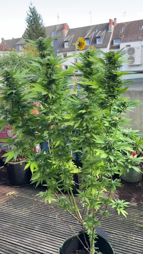 POWER FLOWER | ROYAL QUEEN SEEDS | FEM