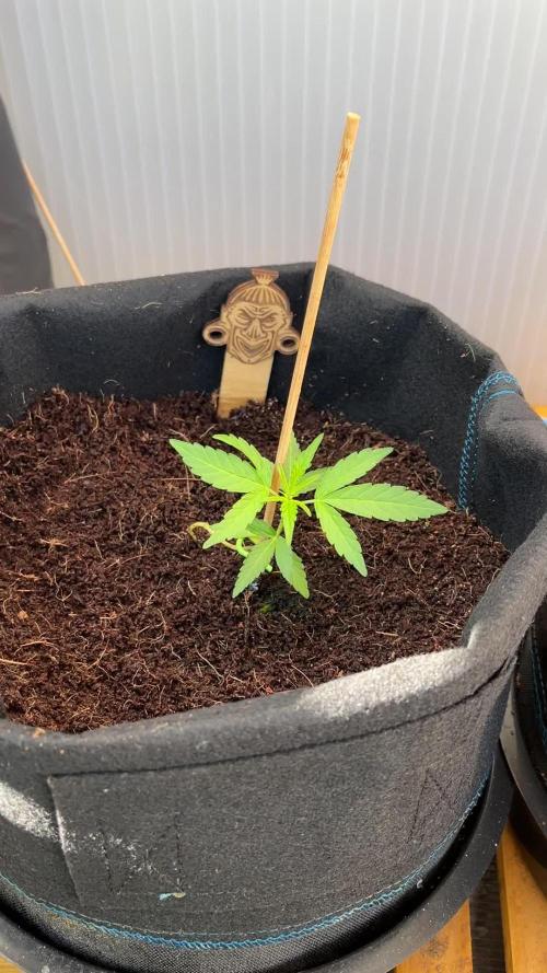 GREEN CRACK F1 | ZAMNESIA