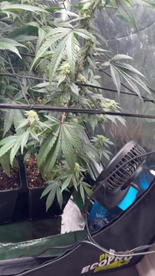 Platinum Kush Breath Remix