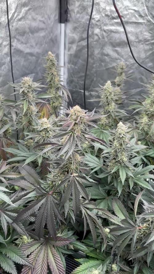 Platinum Kush Breath Remix