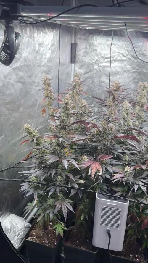 Platinum Kush Breath Remix