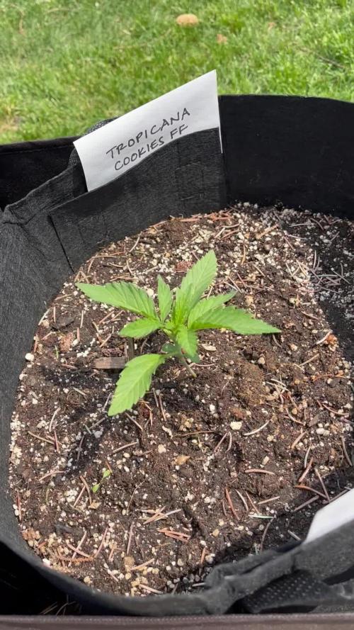 25 Tropicanna Cookies Fast