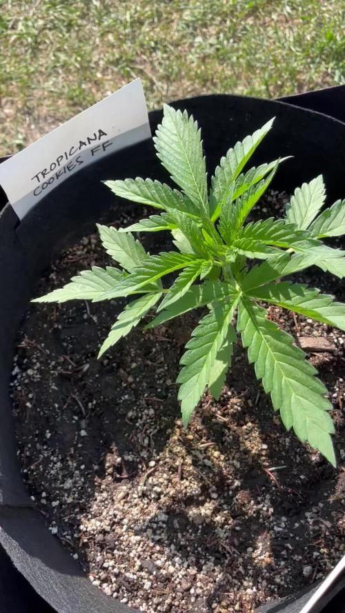 25 Tropicana Cookies Fast