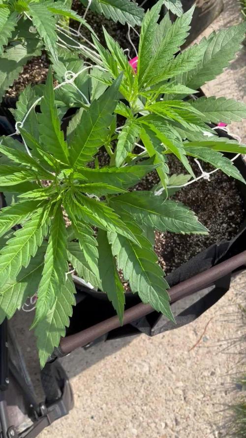 25 Tropicana Cookies Fast