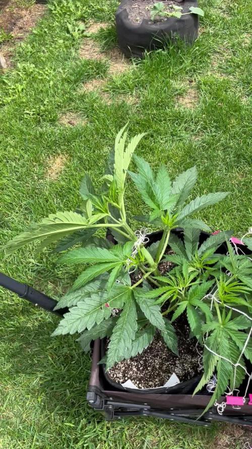 25 Lemon Cream Kush