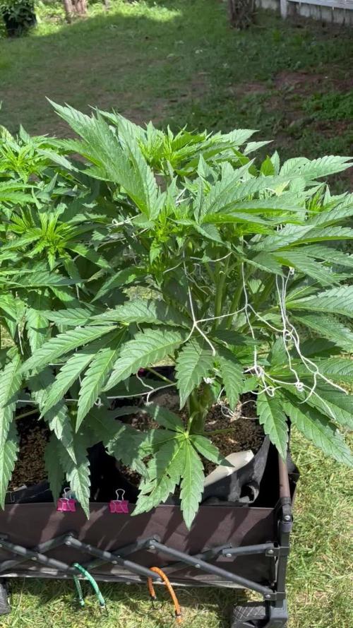 25 Tropicana Cookies Fast