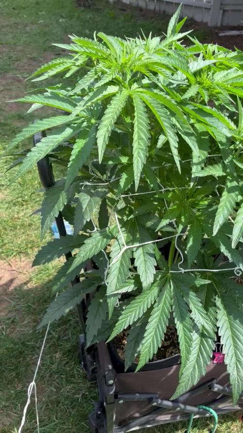 25 Lemon Cream Kush