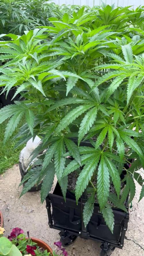 25 Lemon Cream Kush