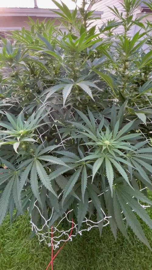 25 Lemon Cream Kush