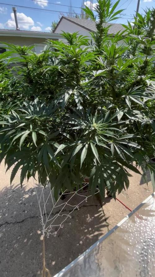 25 Lemon Cream Kush