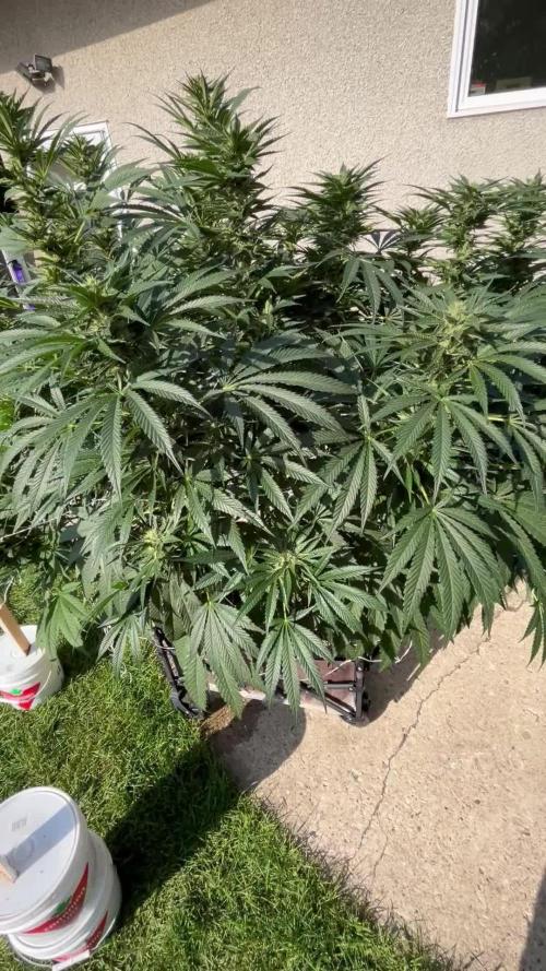 25 Lemon Cream Kush