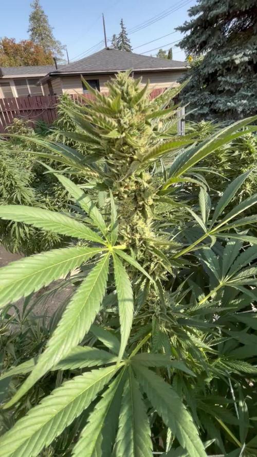 25 Tropicana Cookies Fast