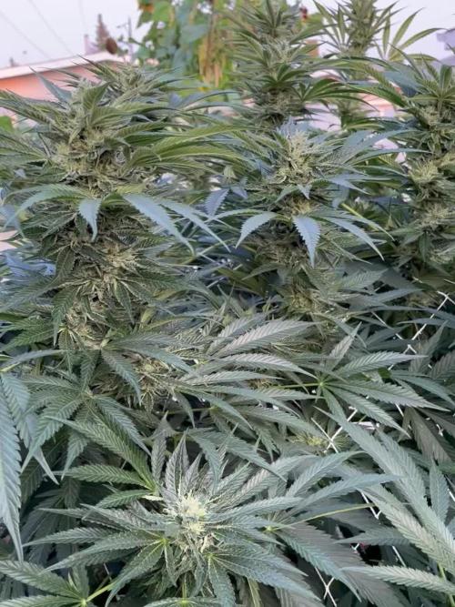 25 Lemon Cream Kush