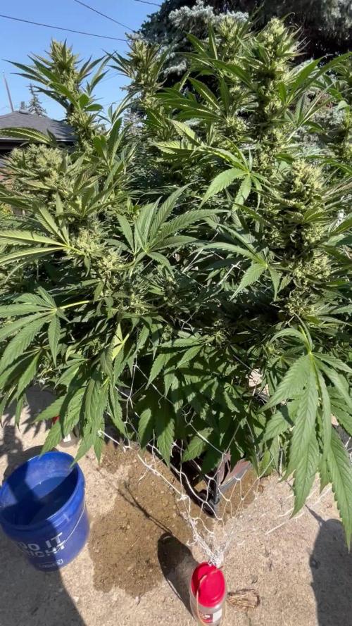 25 Tropicana Cookies Fast