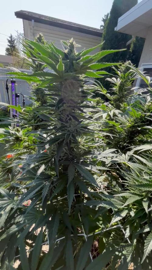 25 Lemon Cream Kush