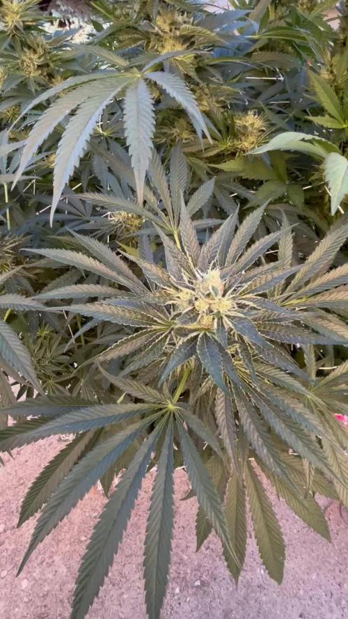 25 Lemon Cream Kush