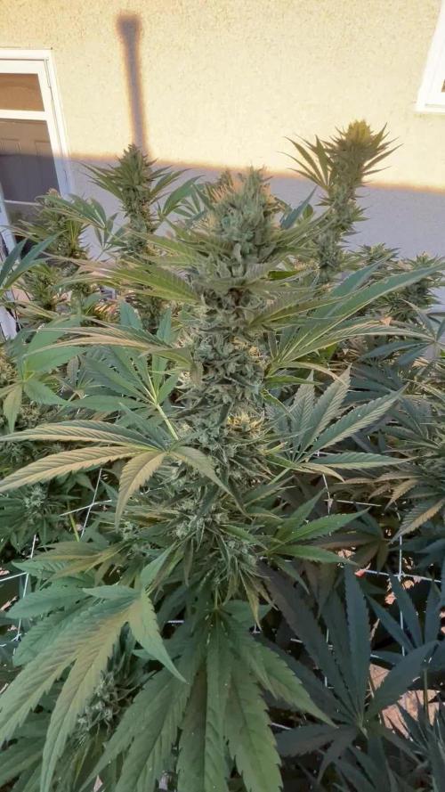 25 Tropicana Cookies Fast