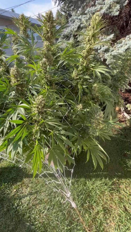 25 Tropicana Cookies Fast