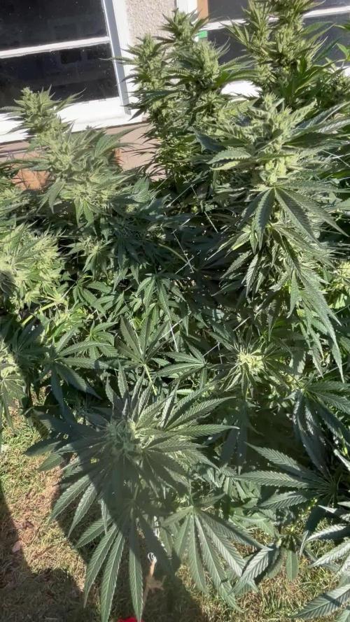 25 Lemon Cream Kush