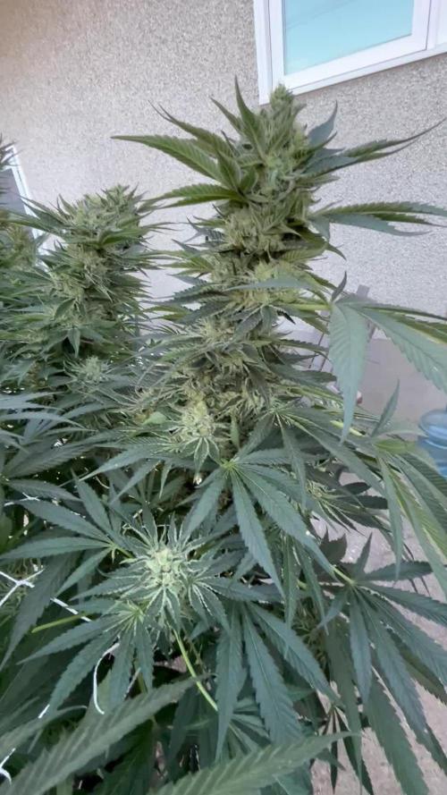 25 Lemon Cream Kush